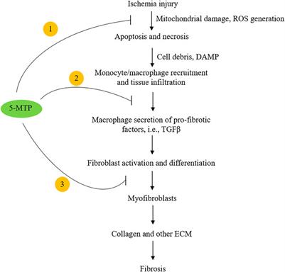 Control of Tissue Fibrosis by 5-Methoxytryptophan, an Innate Anti-Inflammatory Metabolite